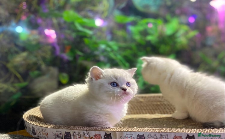 Munchkin cats - Advert 2
