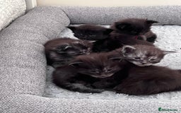 Maine Coon cats for sale: Reserve your dream kitten now - Image 22