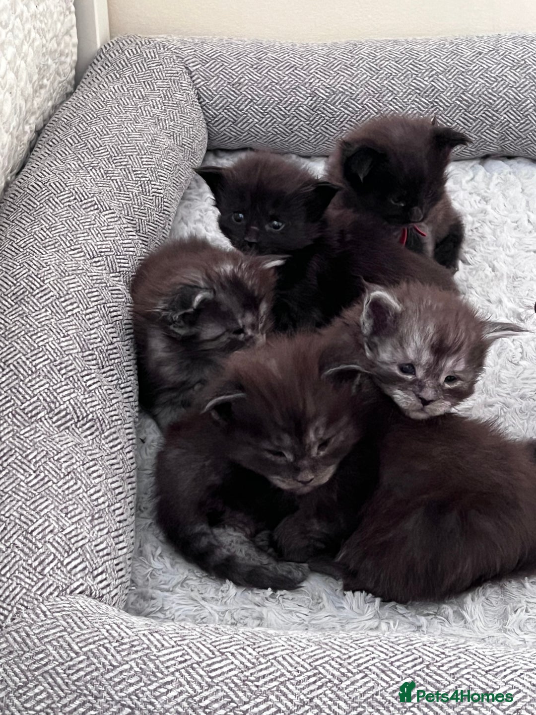 Maine Coon cats for sale: Reserve your dream kitten now - Image 22