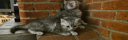 British Shorthair cats for sale: Fabulous kittens  ready  for their forever home in Dunmow - Advert 4