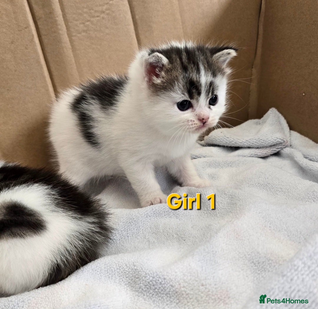 Mixed Breed cats for sale: Fluffy kittens - Image 4
