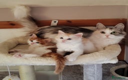 Mixed Breed cats for sale: Kittens with Mittens!! Unique Maine Coon x  - Image 20
