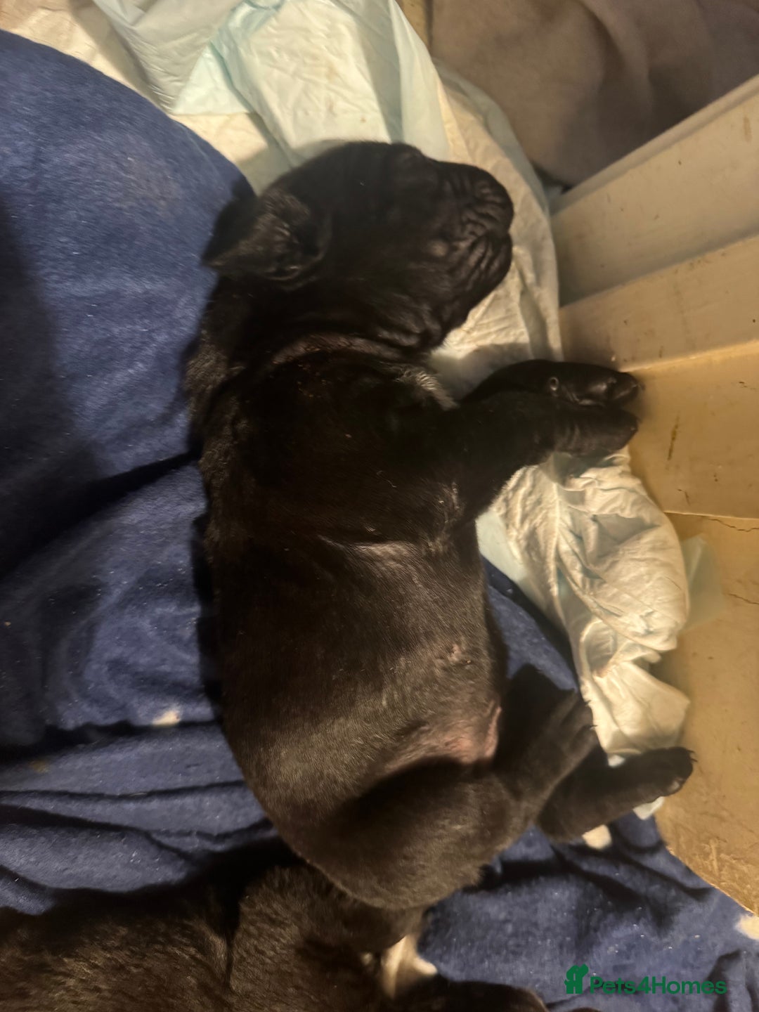 Cane Corso dogs for sale: Champion bloodline cane corso puppys - Image 10