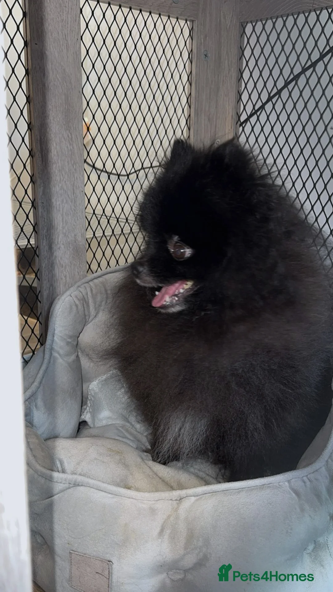 Pomchi dogs for sale: 🎀Pomchi puppies🎀 - Advert 10