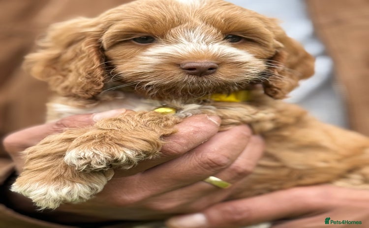 Cockapoo dogs - Advert 9
