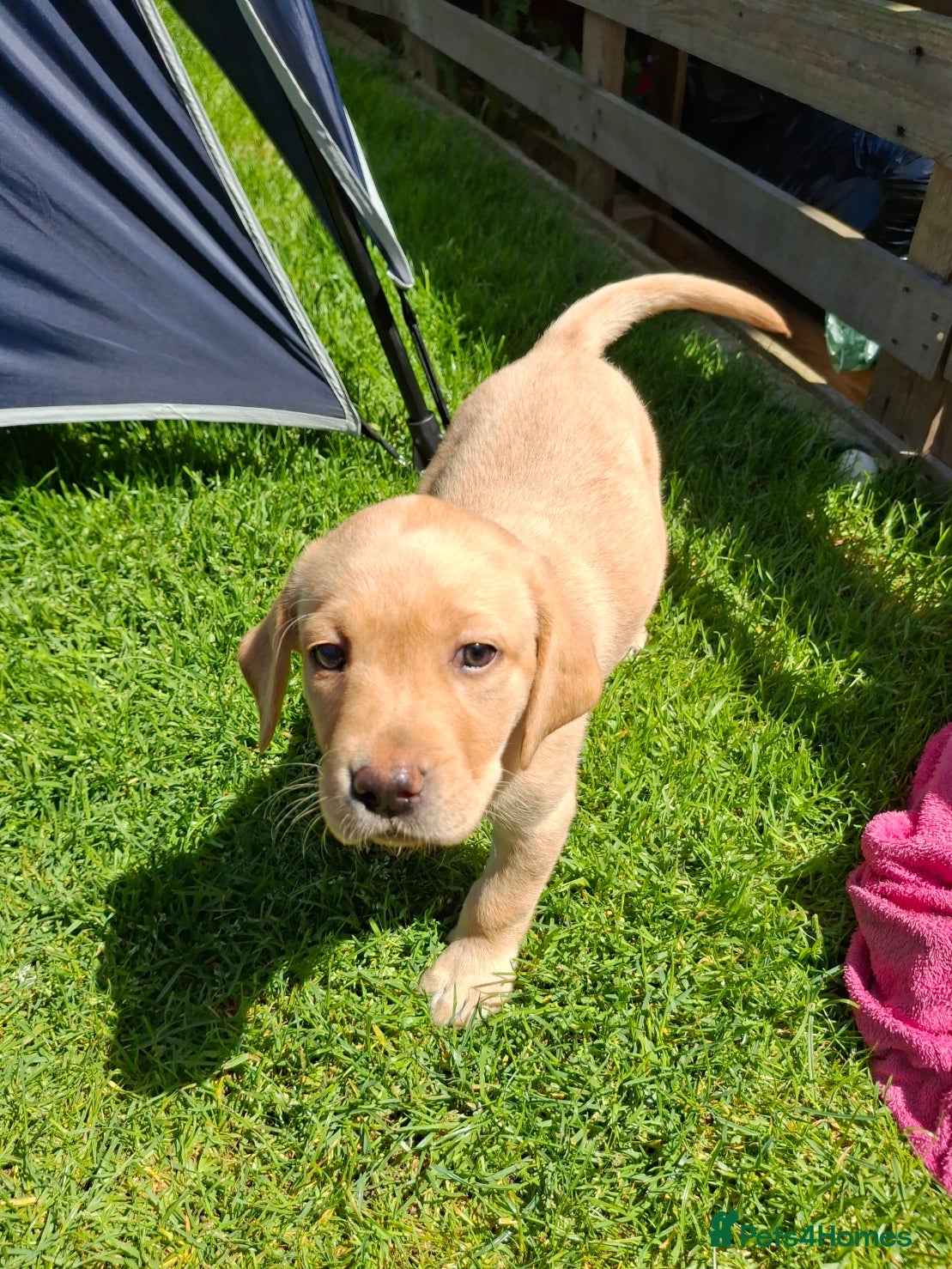 Labrador Retriever dogs READY TO GO! Labrador Pups. KCreg. - Advert 2