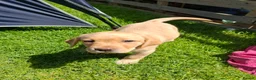 Labrador Retriever dogs for sale: READY TO GO. 2 AVAILABLE. Labrador Pups. KCreg. - Advert 34