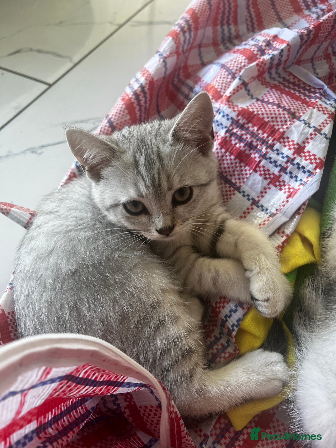 British Shorthair cats for sale: Silver 12 Week Old British Shorthair Kittens  - Image 5