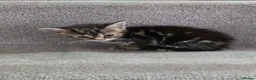 Mixed Breed cats for sale: Beautiful Mix Breed Kittens in Gillingham - Advert 3