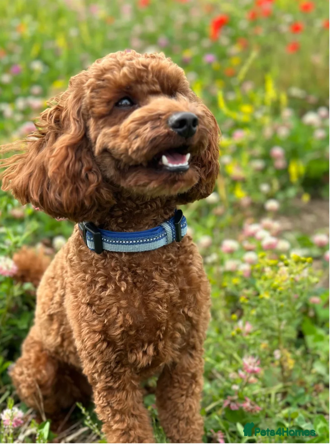 Cockapoo dogs for sale: Beautiful Red mini cockapoo girl ready in April - Advert 14