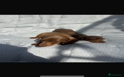 Miniature Dachshund dogs for sale: Mini dachshund puppies for sale !!!  - Image 8