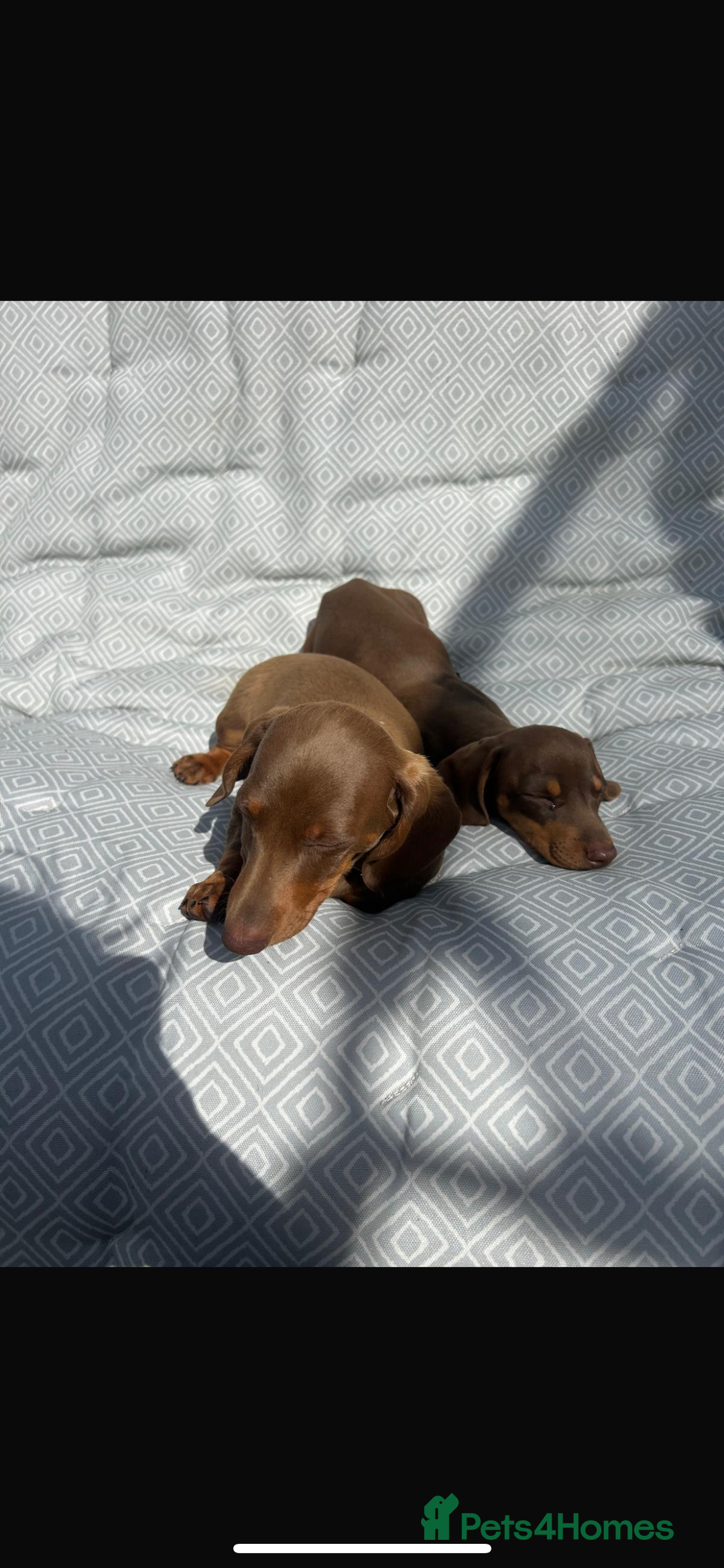 Miniature Dachshund dogs for sale: Mini dachshund puppies for sale !!!  - Image 8