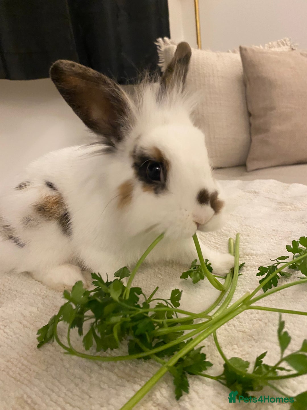Lionhead rabbits for sale: 2 Lionhead bunnies. cage, carrier etc all included - Advert 9
