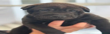 Shar Pei 3