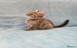 Scottish Fold cats for sale: Adorable Scottish fold Straight Ears Kittens - Image 38