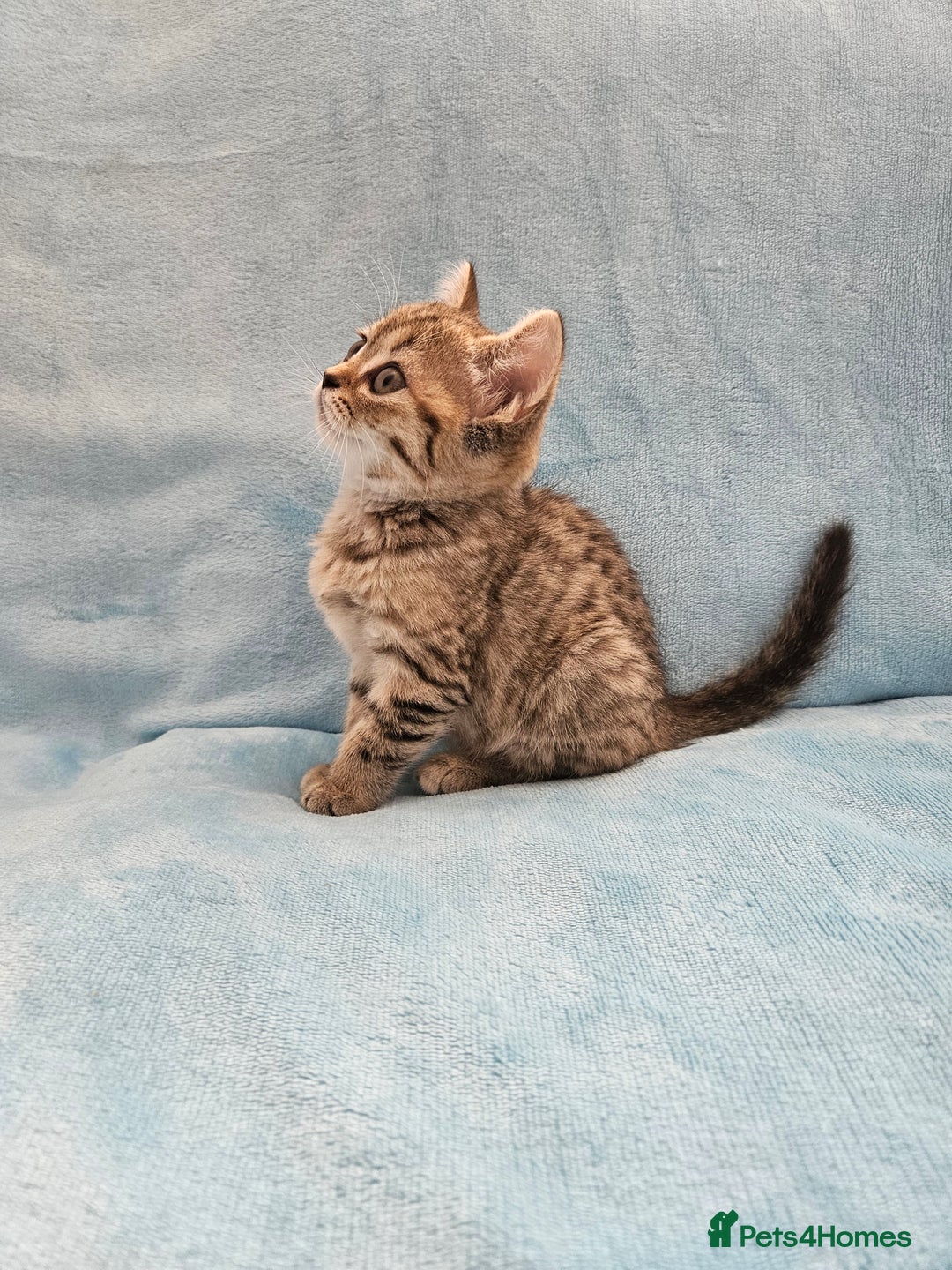 Scottish Fold cats for sale: Adorable Scottish fold Straight Ears Kittens - Image 38