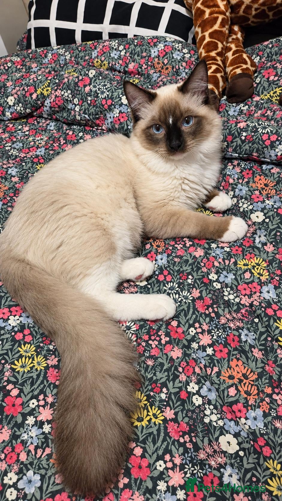 Ragdoll cats Last Chunky boy - Advert 7
