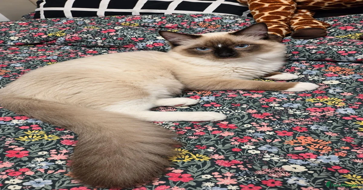 Kittens for sale in Luton | Pets4Homes