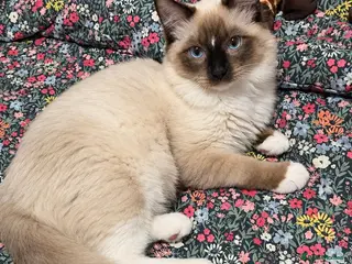 Ragdoll cats Last Chunky boy - Advert 5