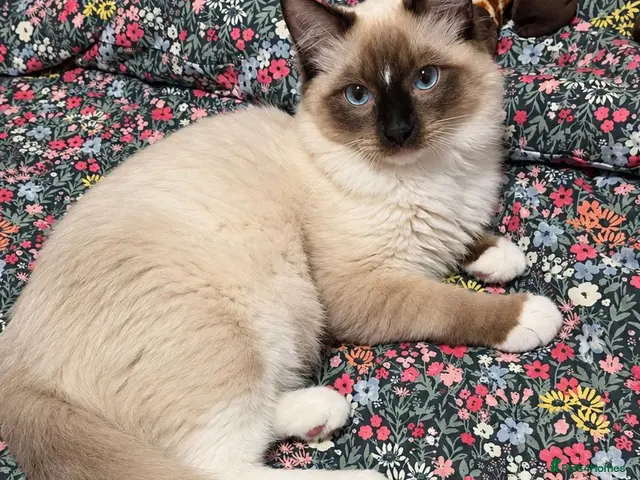 Ragdoll cats Chunky Boys - Advert 14