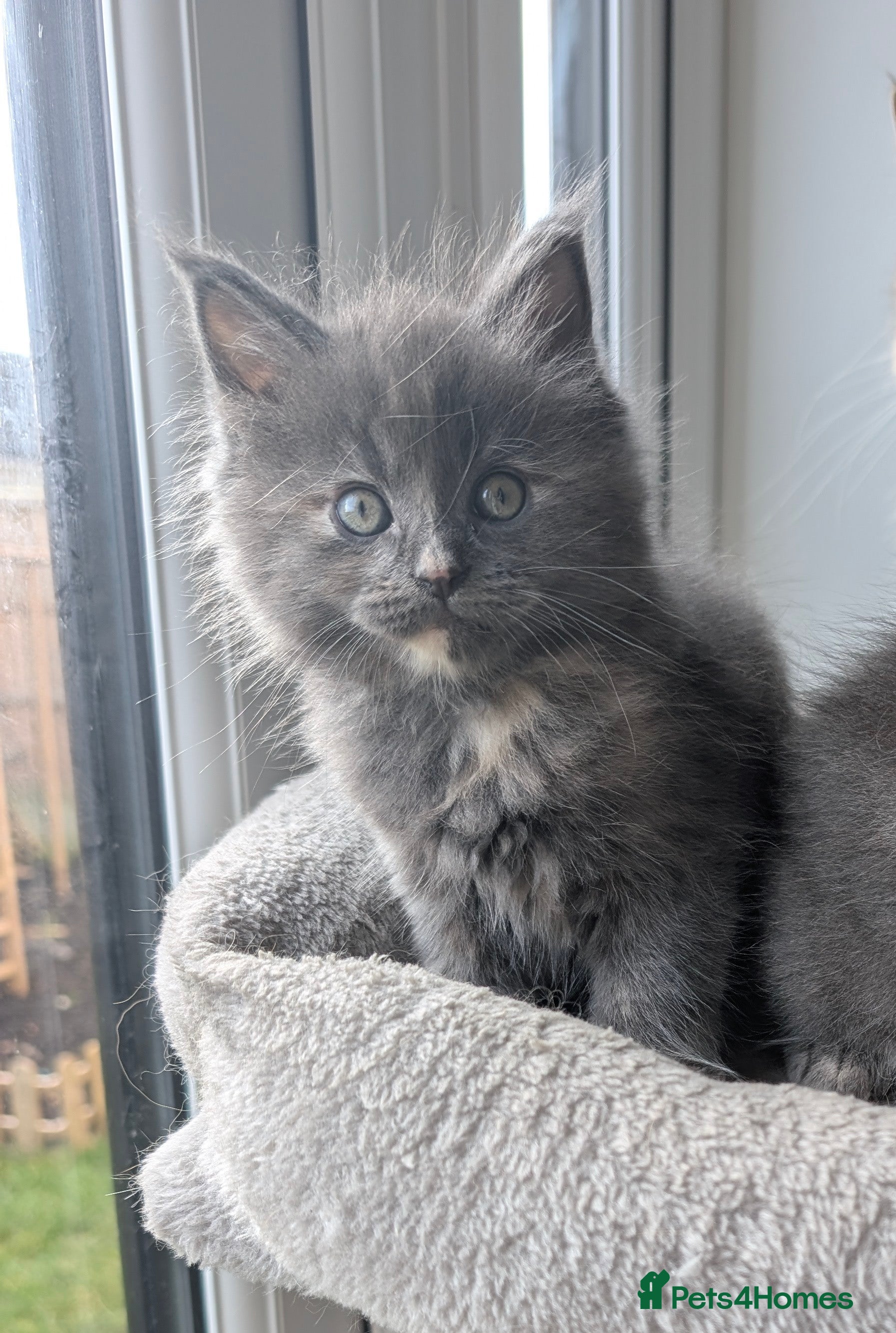 Mixed Breed cats 2 female kittens - half Maine coon.  - Advert 1