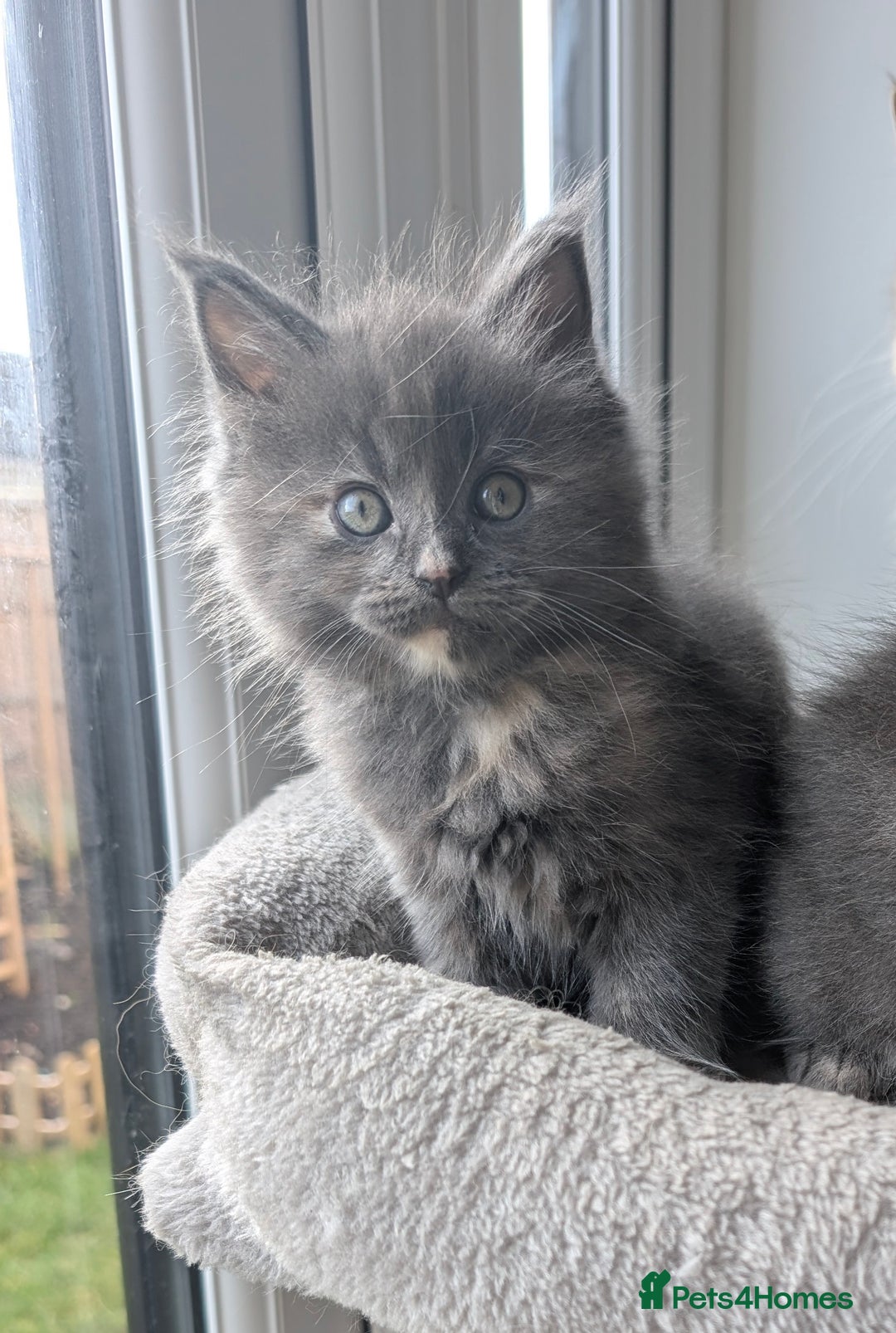 Mixed Breed cats for sale: 2 female kittens - half Maine coon.  - Advert 1