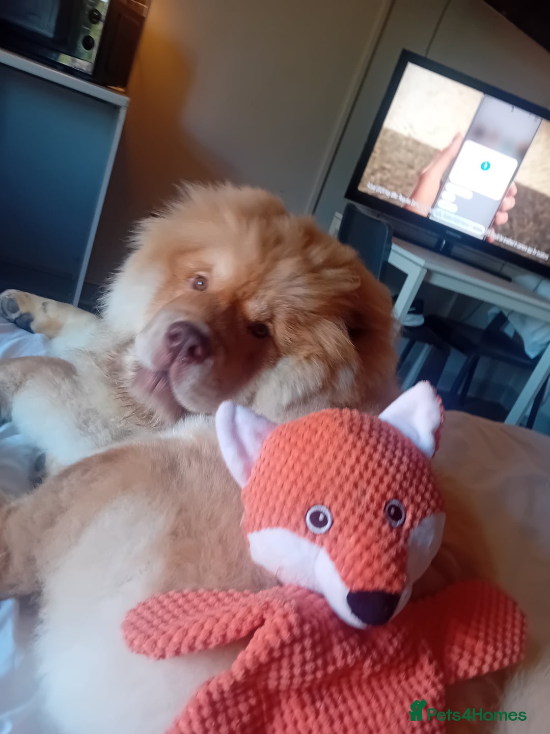 Chow Chow dogs for stud: Chowmazing  - Image 8