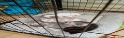 Mixed Breed cats for sale: Exotic shorthair x Scottish straight  - Advert 20