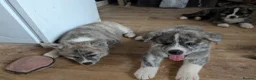 Japanese Akita Inu dogs for sale: Akita puppies pedigree for forever loving homes - Advert 18