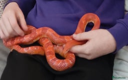 Corn Snake reptiles for sale: Corn snake - Image 1