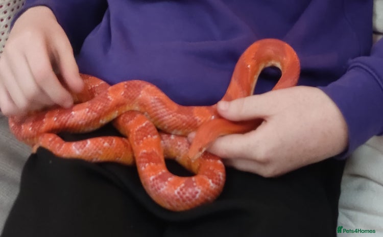 Corn Snake reptiles - Advert 6