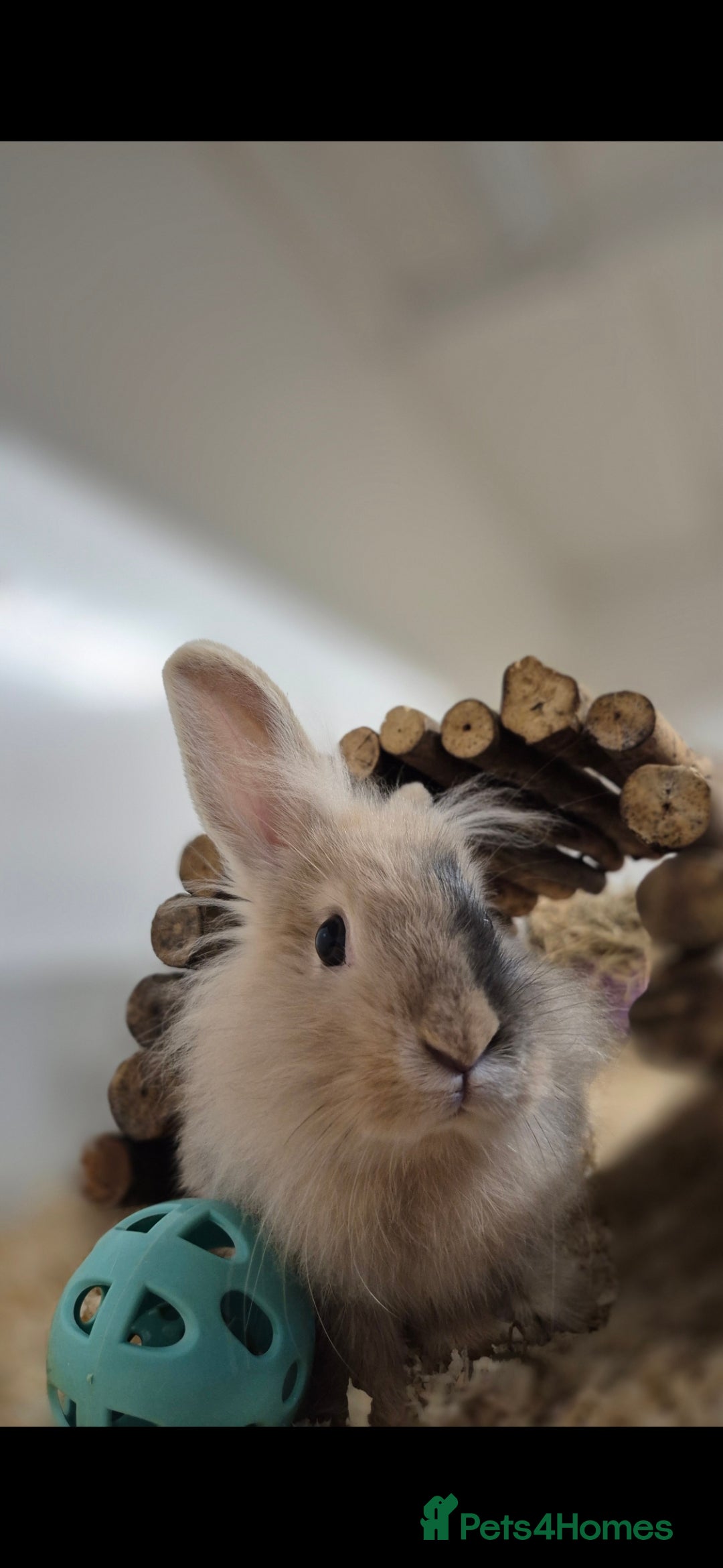 Lionhead rabbits for sale: Little Rory vaccinated and castrated  - Advert 5
