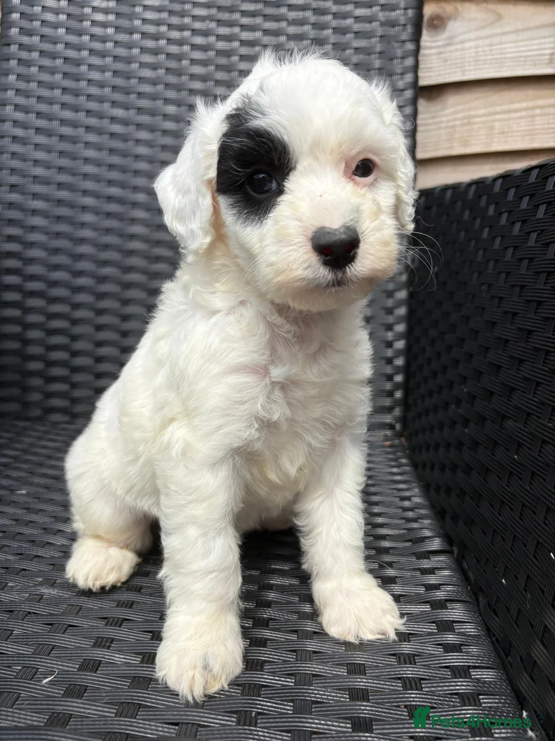 Cockapoo dogs for sale: Merle cockapoo puppies - Advert 2