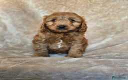 Cavapoo dogs for sale: Gorgeous Fox Red Cavapoo health tested parents  - Image 3