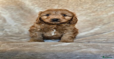 Cavapoo dogs - Advert 9