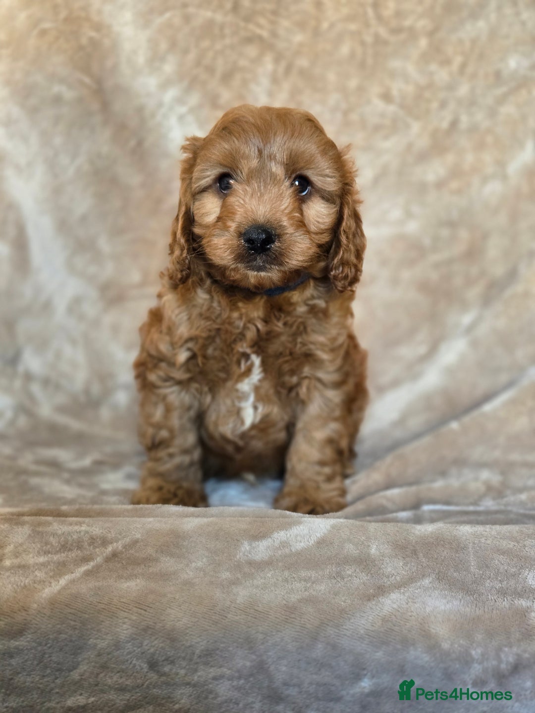 Cavapoo dogs for sale: Gorgeous Fox Red Cavapoo health tested parents  - Image 3