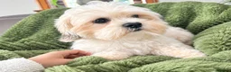 Malshi dogs for sale: Maltese x shih tzu puppies - Advert 7