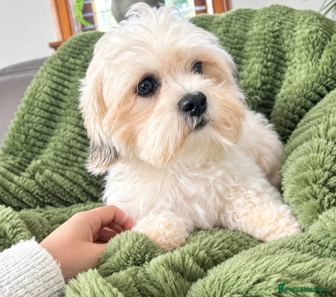 Malshi dogs for sale: Maltese x shih tzu puppies - Advert 7