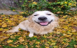 Golden Retriever dogs for stud: KC Golden for Stud - Image 5