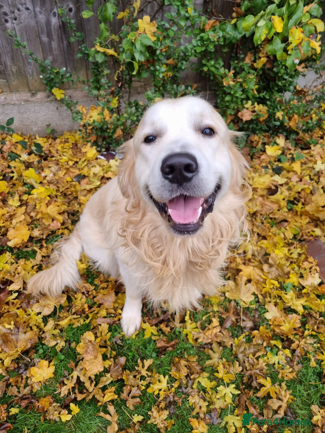 Golden Retriever dogs for stud: KC Golden for Stud - Image 5