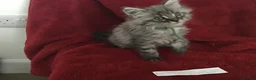 Maine Coon cats for sale: Confident & cuddly Maine coon kitts  - Advert 8