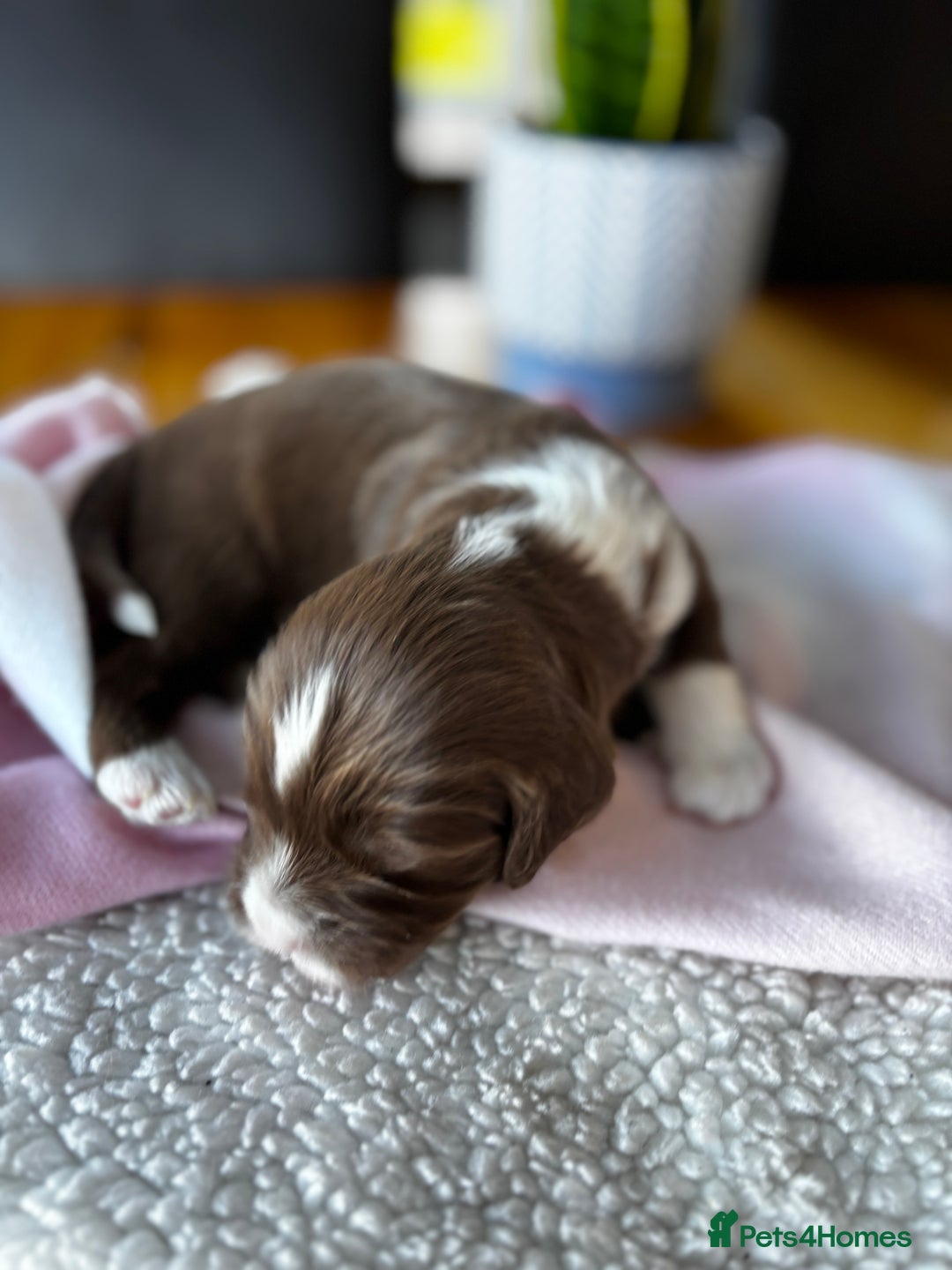 Sproodle dogs for sale: 💥 Rare Gorgeous Chocolate Merle Sproodles 🐶 - Advert 13