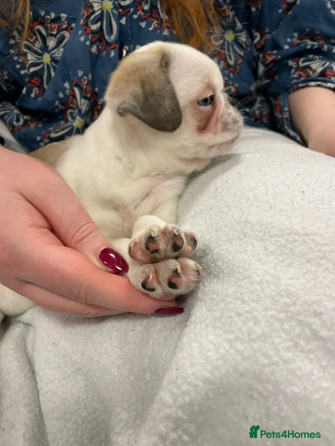 Pug dogs for sale: Rare panda pugs - Advert 3