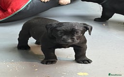 Labrador Retriever dogs for sale: Black labrador puppys - Advert 5