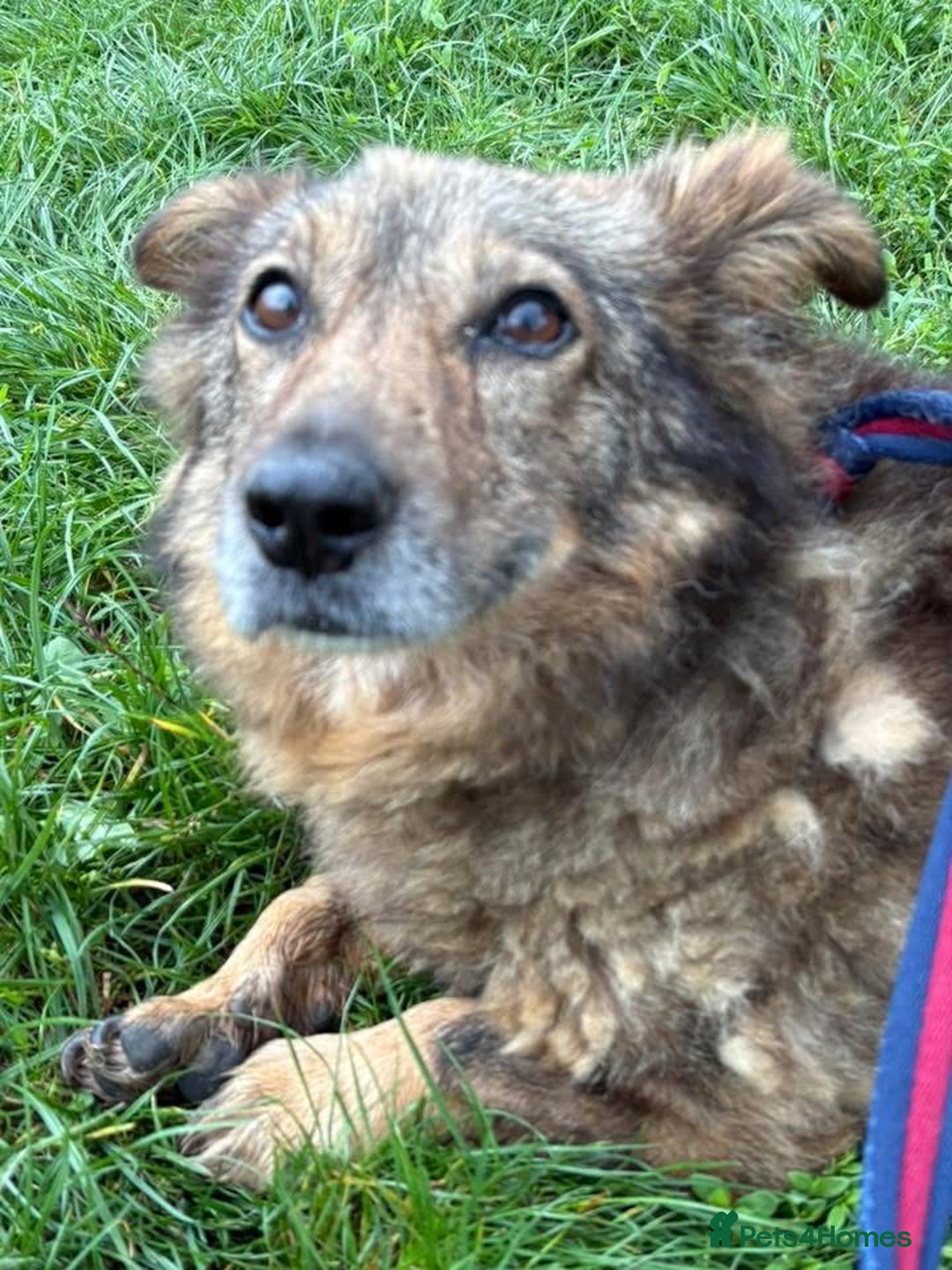 Mixed Breed dogs for adoption: Tommy - Gravesend. Kent  - Advert 8