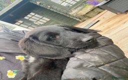 Aussiedoodle dogs for sale: Last Boy AussieDoodle Fully Vaccinated/Vet checked - Image 1