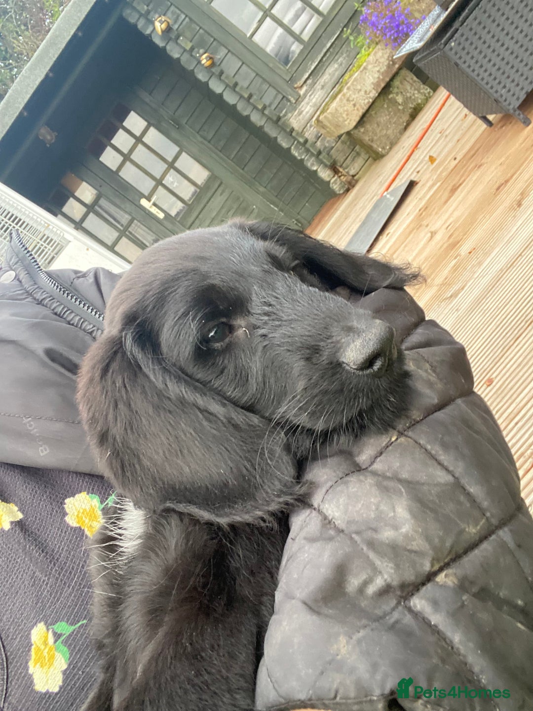 Aussiedoodle dogs for sale: Last Boy AussieDoodle Fully Vaccinated/Vet checked - Image 1