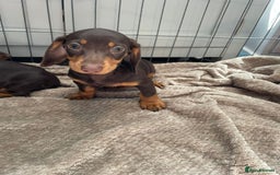 Dachshund dogs for sale: Standard Dachshund Puppies Ready Now - Image 6