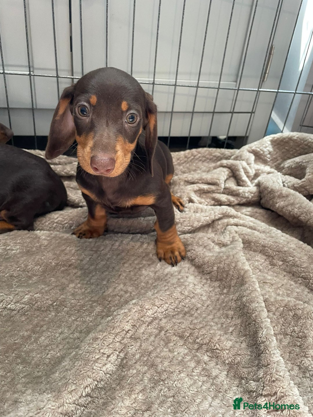 Dachshund dogs for sale: Standard Dachshund Puppies Ready Now - Image 6