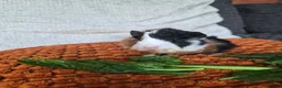 Guinea Pig rodents for sale: Baby guinea pigs - Advert 7